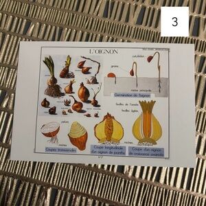 French Language Single Postcard Art Print - Vintage Botany - Onion 3